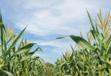 Wat leer ons uit historiese mielie-aanplantings?