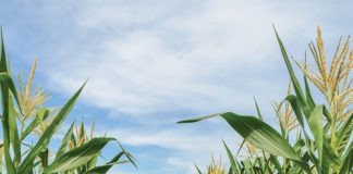 Wat leer ons uit historiese mielie-aanplantings?