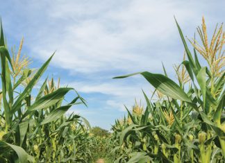 Wat leer ons uit historiese mielie-aanplantings?