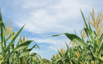 Wat leer ons uit historiese mielie-aanplantings?