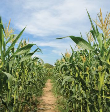 Wat leer ons uit historiese mielie-aanplantings?