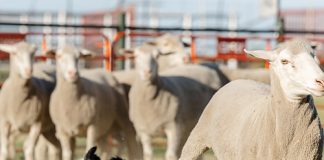 NAMPO ALFA span die kroon oor die veebedryf en buitelewe