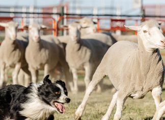 NAMPO ALFA span die kroon oor die veebedryf en buitelewe
