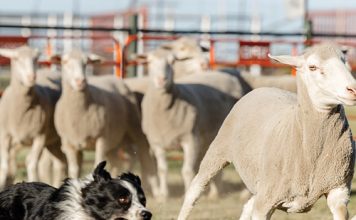 NAMPO ALFA span die kroon oor die veebedryf en buitelewe