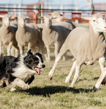 NAMPO ALFA span die kroon oor die veebedryf en buitelewe