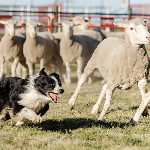 NAMPO ALFA span die kroon oor die veebedryf en buitelewe