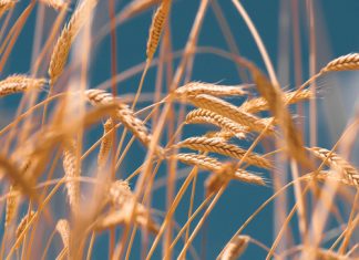 ’n Georganiseerde struktuur is belangrik vir produsente en die landbouwaardeketting