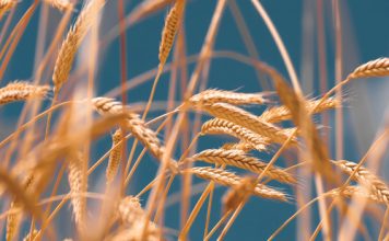 ’n Georganiseerde struktuur is belangrik vir produsente en die landbouwaardeketting