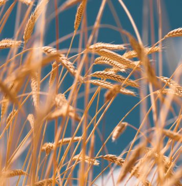 ’n Georganiseerde struktuur is belangrik vir produsente en die landbouwaardeketting