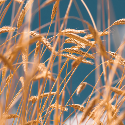 ’n Georganiseerde struktuur is belangrik vir produsente en die landbouwaardeketting