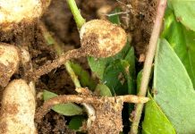 S. rolfsii steeds moeilik om te beheer op verskeie gewasse