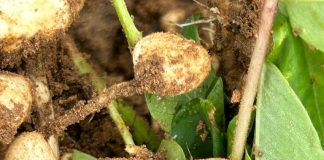 S. rolfsii steeds moeilik om te beheer op verskeie gewasse