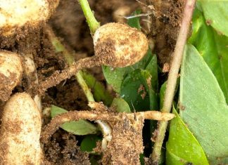 S. rolfsii steeds moeilik om te beheer op verskeie gewasse