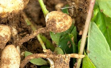 S. rolfsii steeds moeilik om te beheer op verskeie gewasse