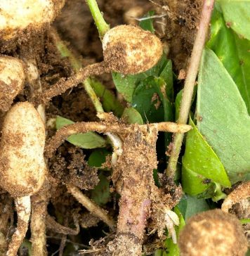 S. rolfsii steeds moeilik om te beheer op verskeie gewasse