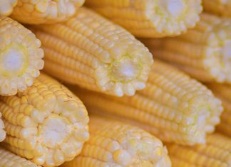 Verbeterings ingestel om oesskatting akkuraat te hou