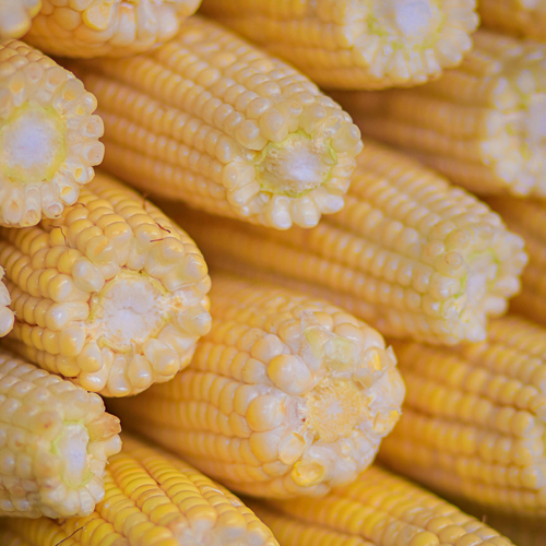 Verbeterings ingestel om oesskatting akkuraat te hou