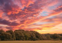 CLEARING NATURAL VEGETATION: a legal and practical guide for SA producers
