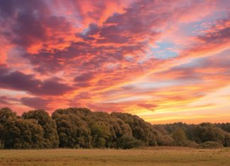 CLEARING NATURAL VEGETATION: a legal and practical guide for SA producers