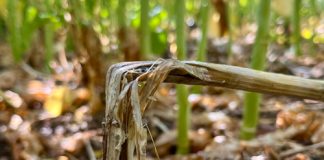 Suggestions to GET AHEAD of Sclerotinia stem rot