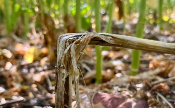 Suggestions to GET AHEAD of Sclerotinia stem rot
