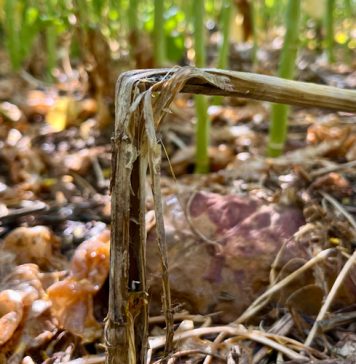 Suggestions to GET AHEAD of Sclerotinia stem rot
