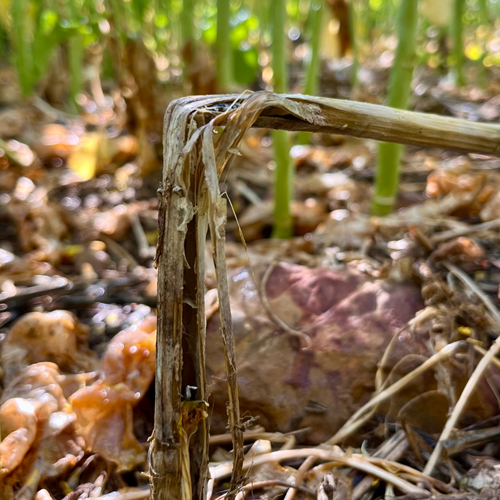 Suggestions to GET AHEAD of Sclerotinia stem rot