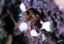 Underground allies: how nematodes fuel aflatoxin risk in groundnuts