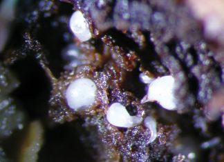 Underground allies: how nematodes fuel aflatoxin risk in groundnuts