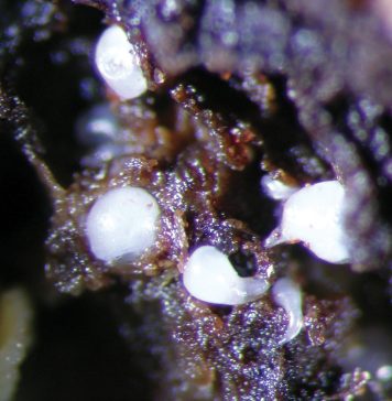 Underground allies: how nematodes fuel aflatoxin risk in groundnuts