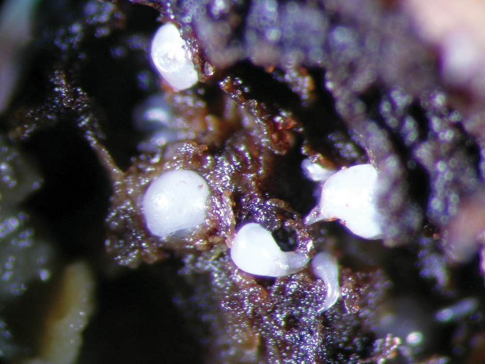 Underground allies: how nematodes fuel aflatoxin risk in groundnuts