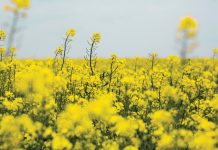 Só het mark vir kanola oor LAASTE VYF JAAR VERANDER