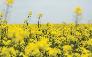 Só het mark vir kanola oor LAASTE VYF JAAR VERANDER