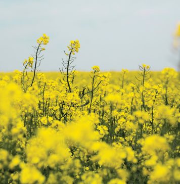 Só het mark vir kanola oor LAASTE VYF JAAR VERANDER