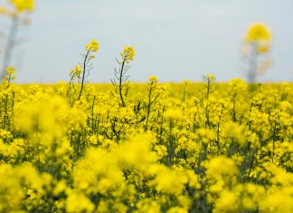 REGULASIES OOR GRADERING OP KANOLA HERSIEN