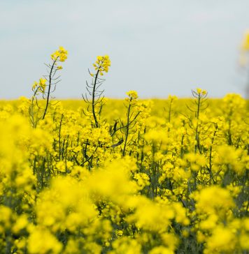 REGULASIES OOR GRADERING OP KANOLA HERSIEN