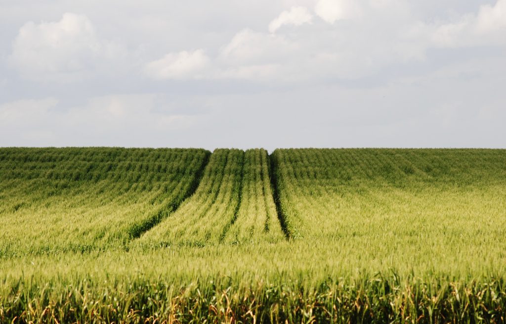Why variable soil properties  still set the limits in Western Cape wheat production systems