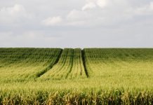 Why variable soil properties still set the limits in Western Cape wheat production systems