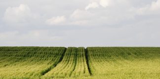 Why variable soil properties still set the limits in Western Cape wheat production systems