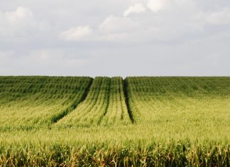 Why variable soil properties still set the limits in Western Cape wheat production systems