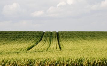 Why variable soil properties still set the limits in Western Cape wheat production systems