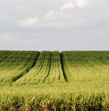 Why variable soil properties still set the limits in Western Cape wheat production systems