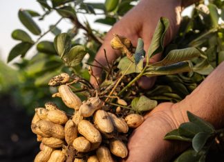 Grondboonkultivars presteer ondanks ’n uitdagende 2024/2025-seisoen