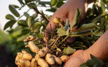 Grondboonkultivars presteer ondanks ’n uitdagende 2024/2025-seisoen