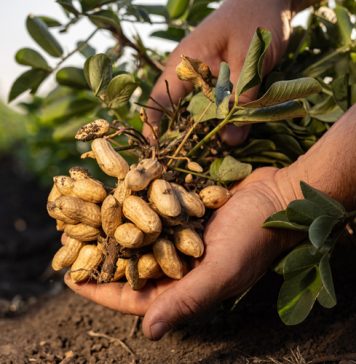 Grondboonkultivars presteer ondanks ’n uitdagende 2024/2025-seisoen