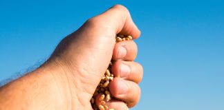 NBTS IN WHEAT: regulatory and trade implications for SA