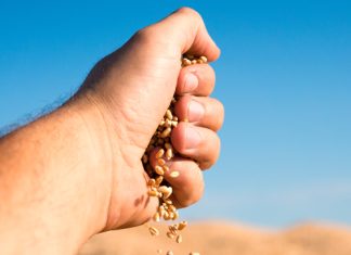 NBTS IN WHEAT: regulatory and trade implications for SA