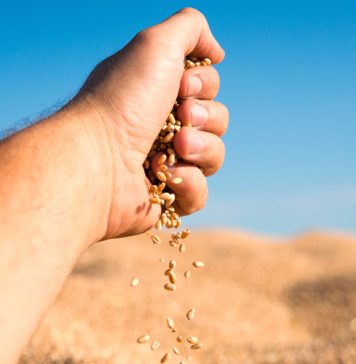 NBTS IN WHEAT: regulatory and trade implications for SA