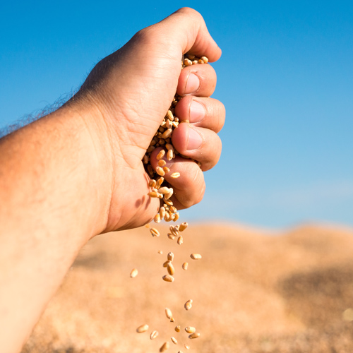 NBTS IN WHEAT: regulatory and trade implications for SA