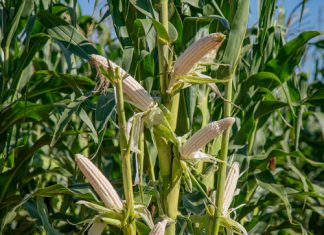 Aanpasbaarheid van kultivars: benader risiko en opbrengspotensiaal strategies